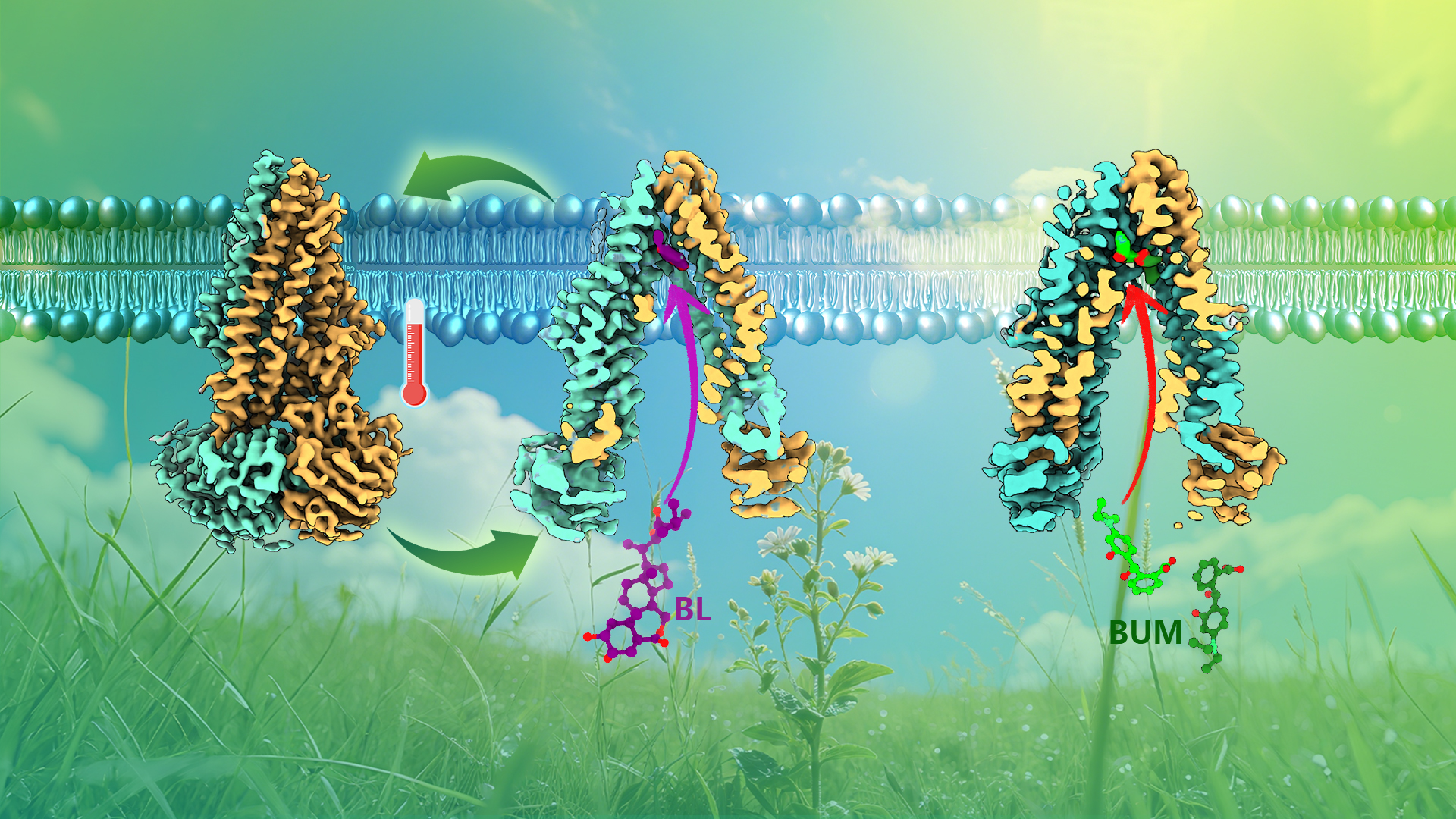 Researchers uncover conformational dynamics and inhibition mechanism of plant ABCB transporter