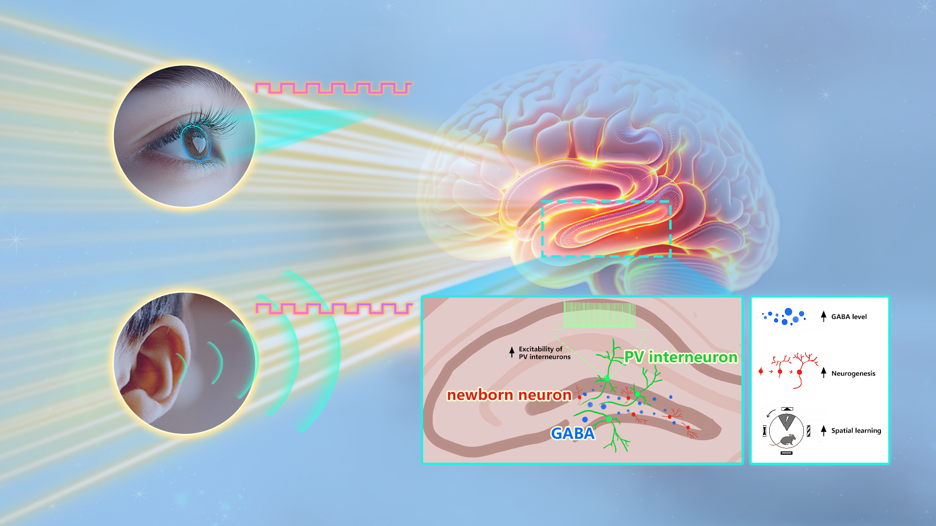 Researchers uncover how 40 Hz light flicker promotes hippocampal neurogenesis