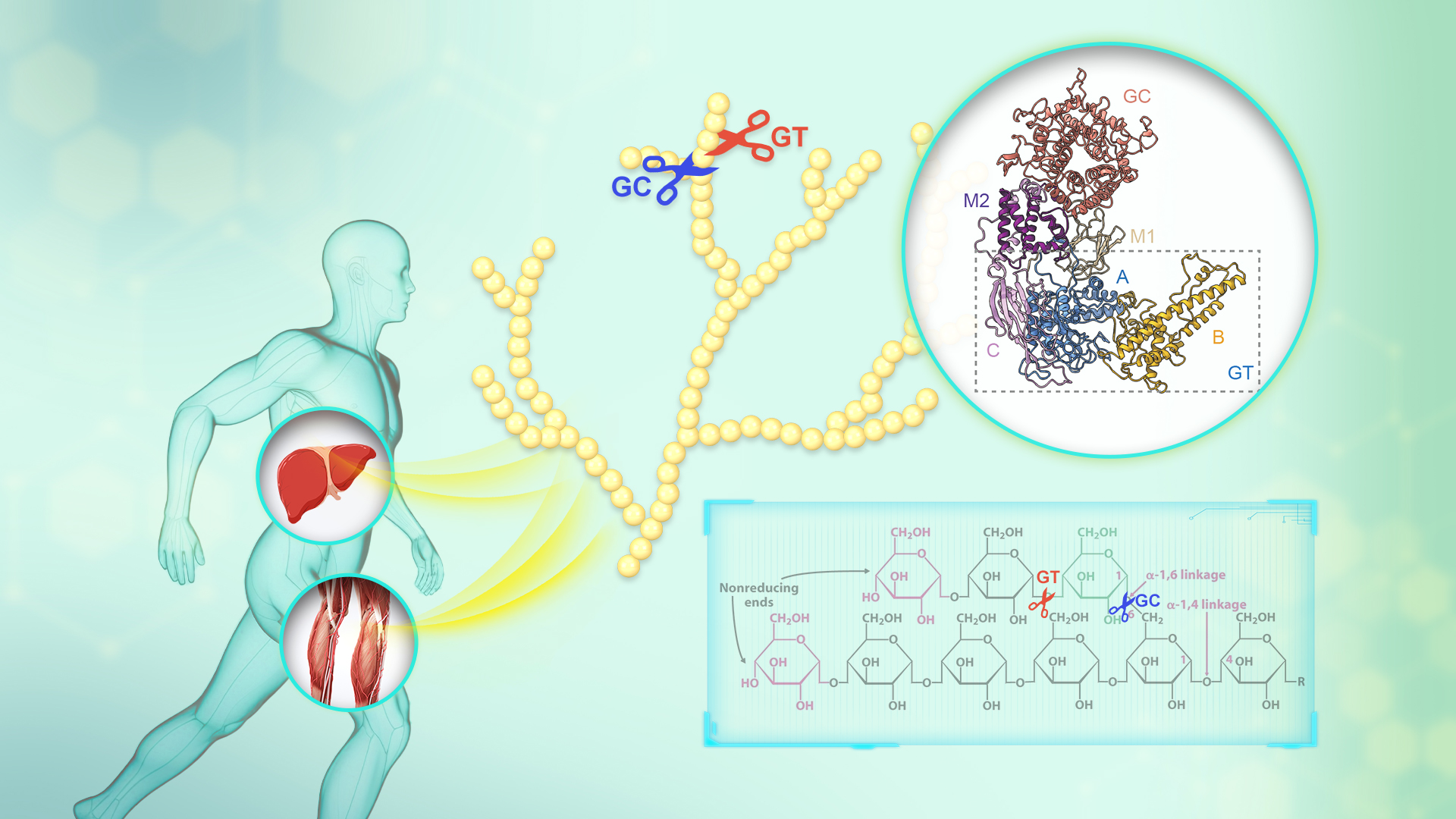 Researchers decode molecular architecture and catalytic function of human glycogen debranching enzyme