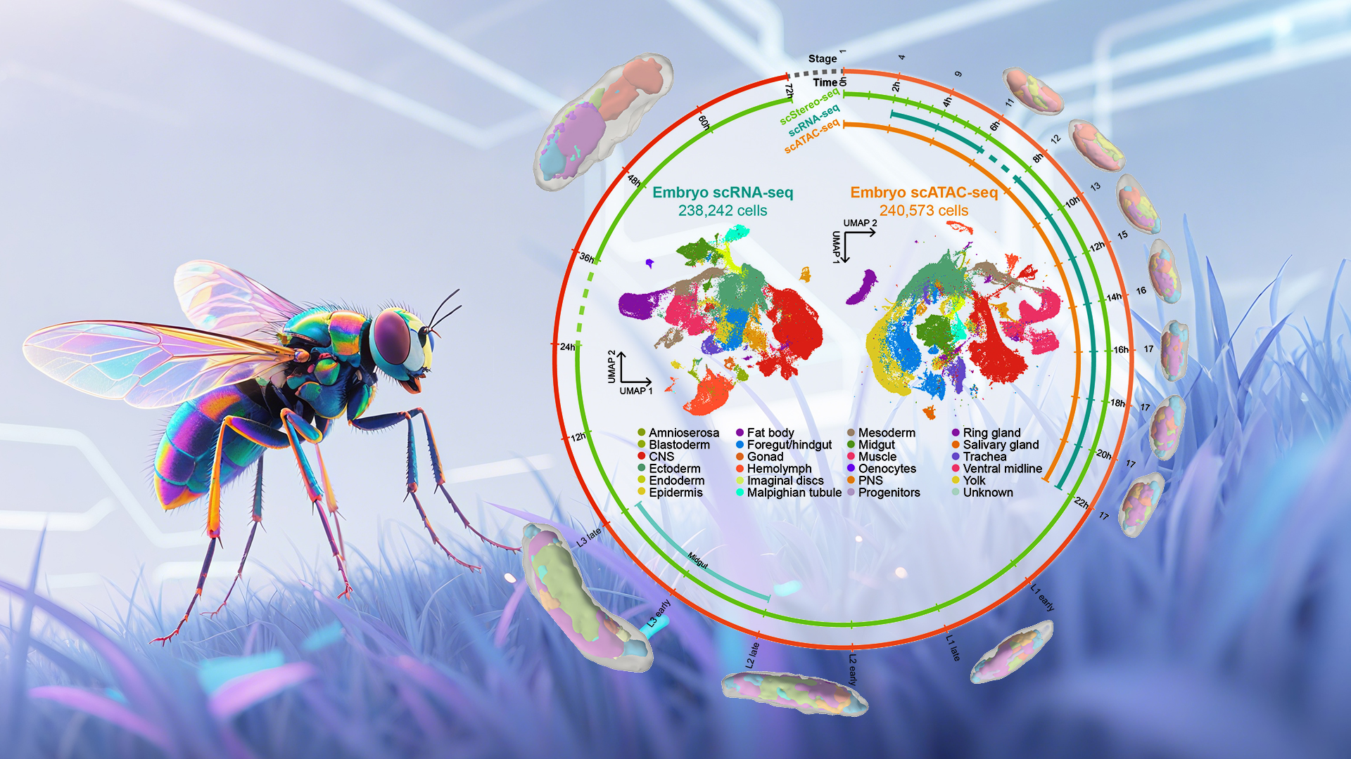 Researchers collaborate to build 3D spatiotemporal single-cell multi-omics atlas of Drosophila development