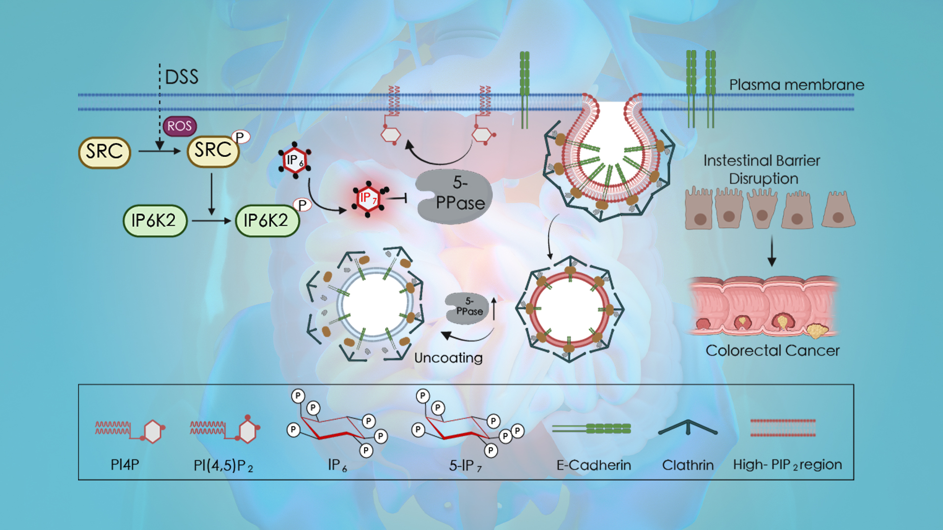 Researchers find 5-IP7 disrupts intestinal epithelial barrier and drives inflammation-induced colorectal cancer