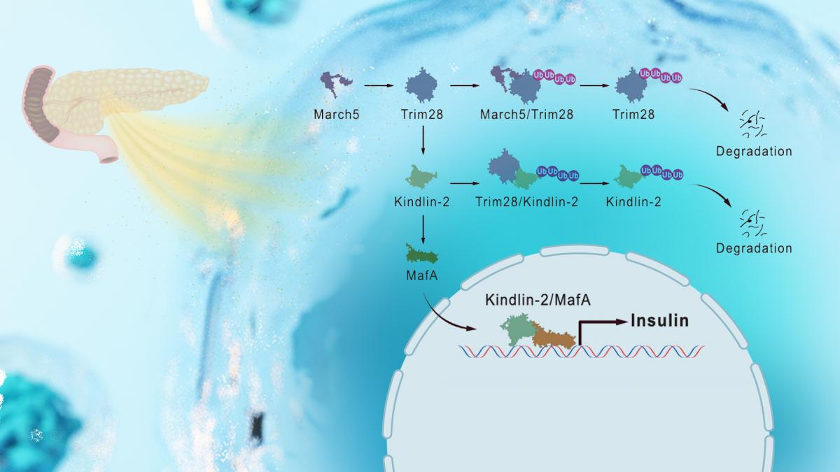 Discovery of key regulators offers promising strategy for diabetes treatment