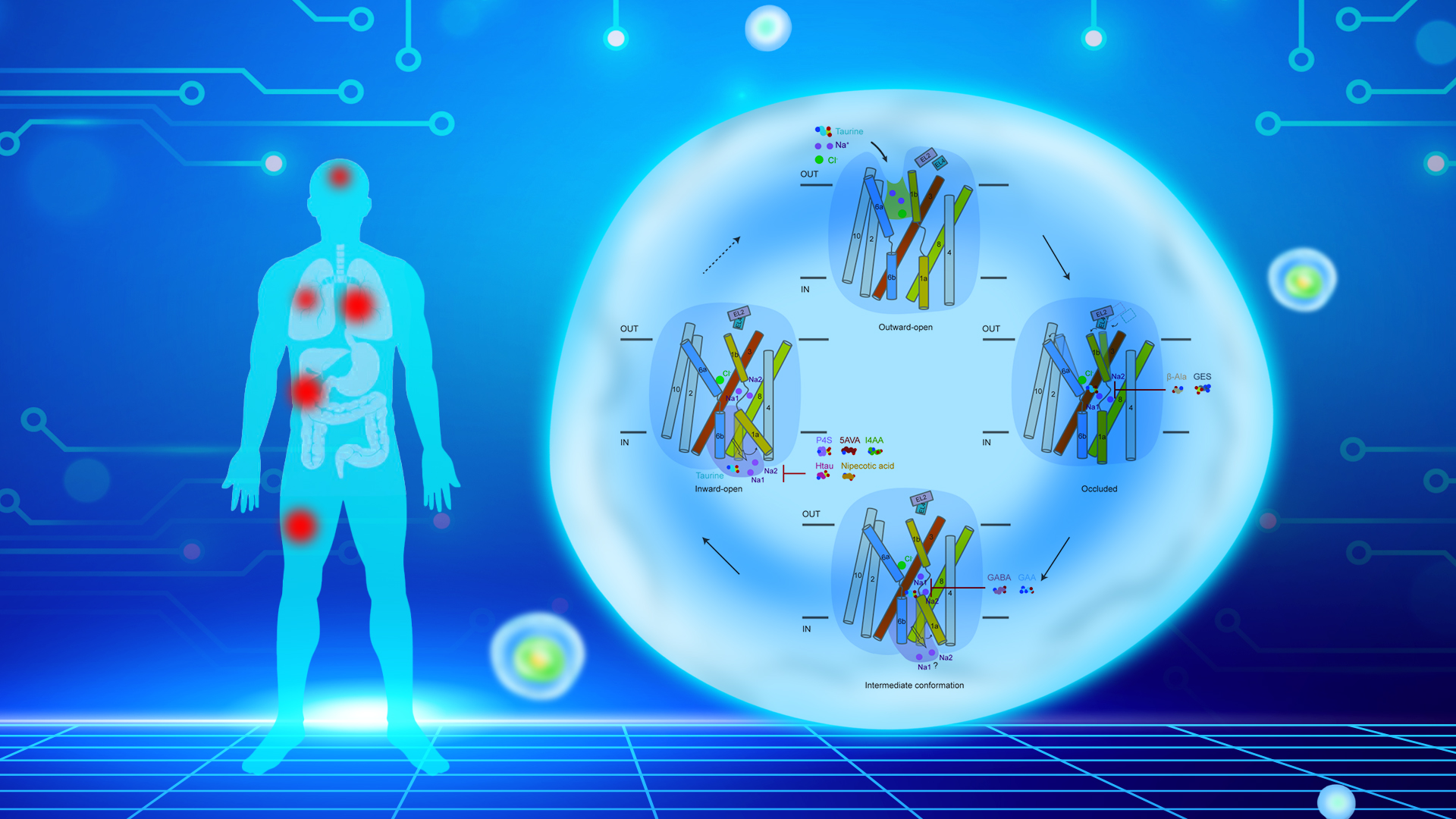 Researchers decode molecular architecture and inhibition mechanism of human taurine transporter