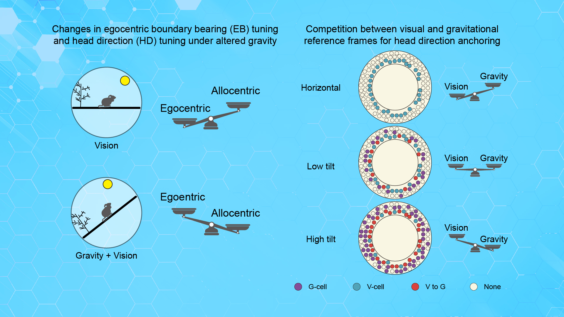 Researchers discover mechanisms underlying how gravity competes with vision to guide brain’s inner compass
