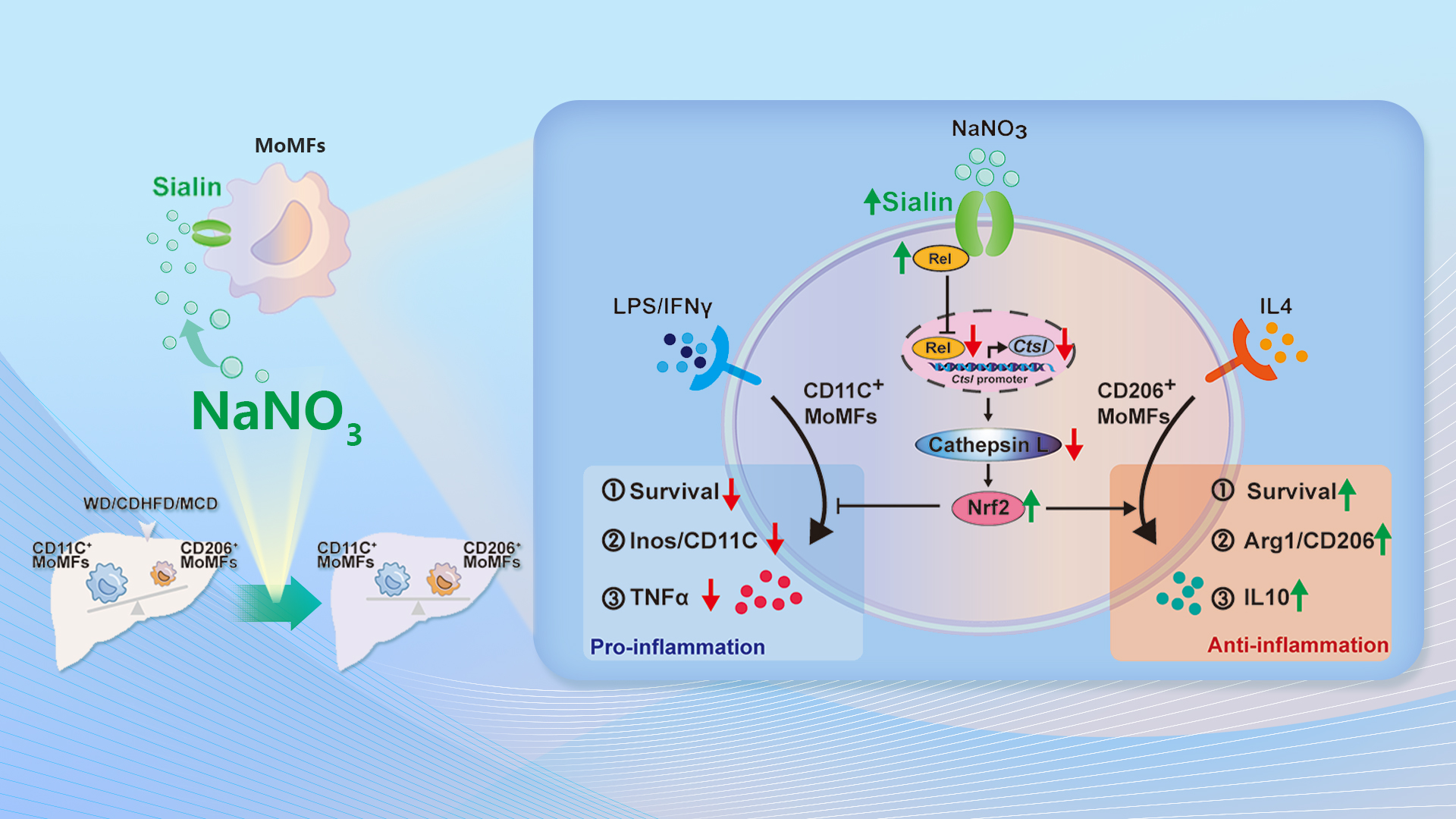 Nitrate–Sialin regulation rebalances macrophages for metabolic disease prevention and therapy