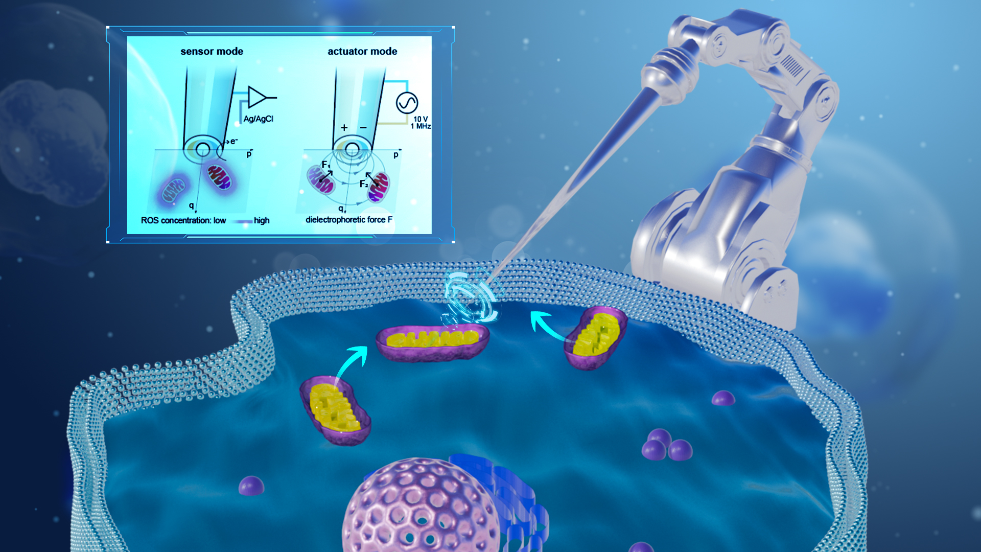 Label-free robotic system enables minimally invasive mitochondrial biopsy