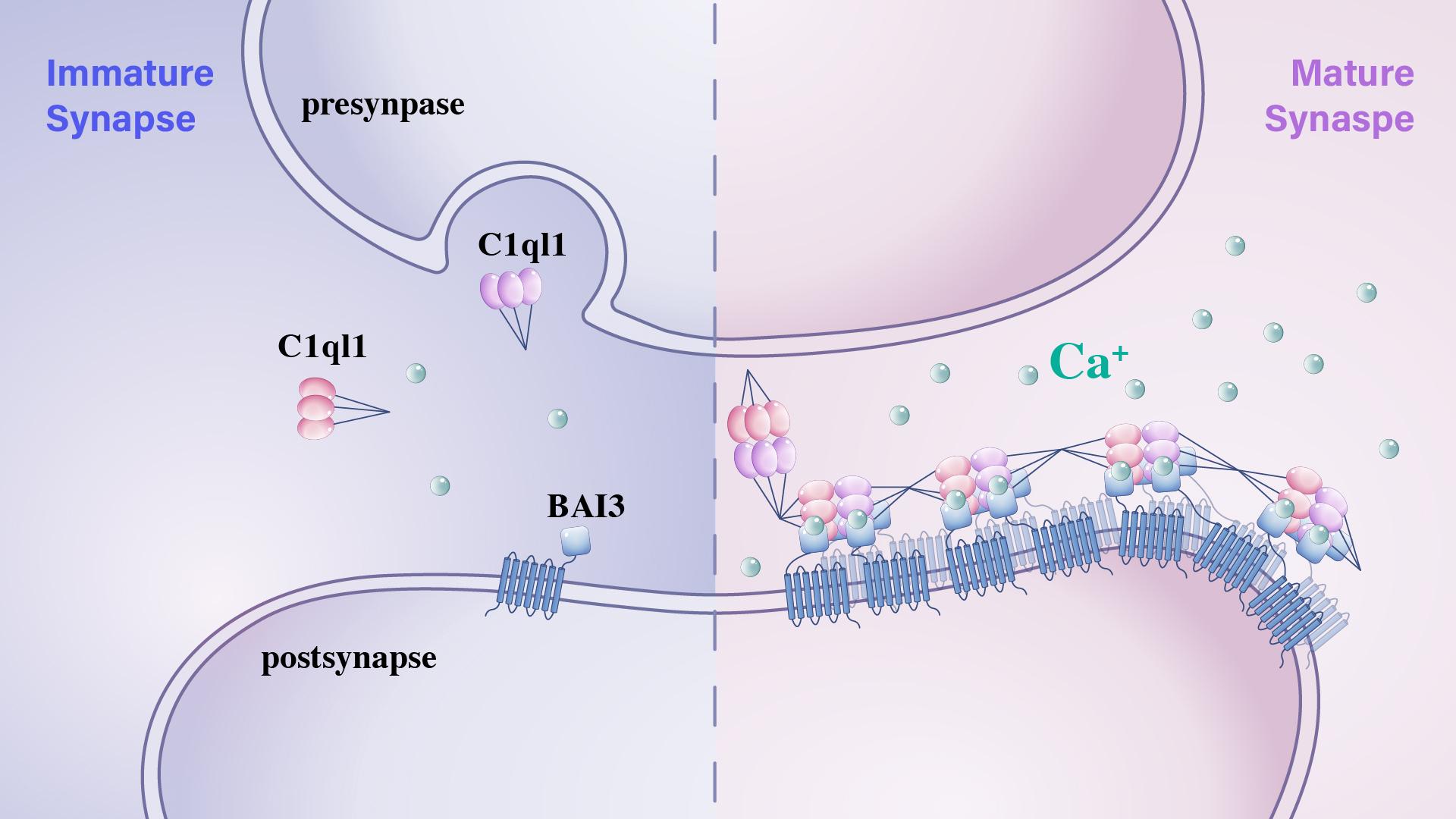 SUSTech Researchers Uncover the Molecular Mechanism of C1ql1/BAI3 Assemblies in CF-PC Synapse Development