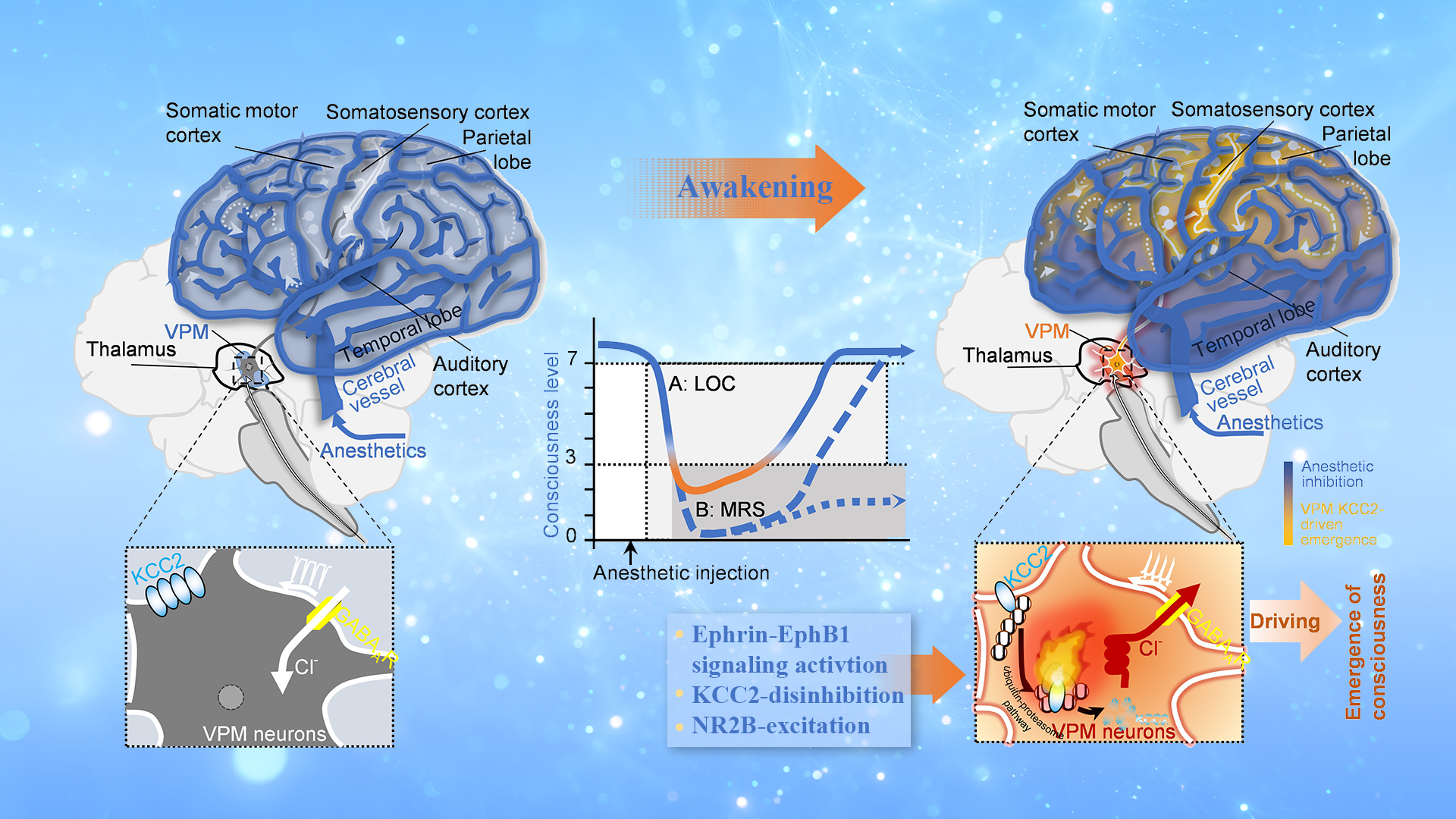 SUSTech researchers propose new concept regarding the emergence of consciousness from anesthetized brains