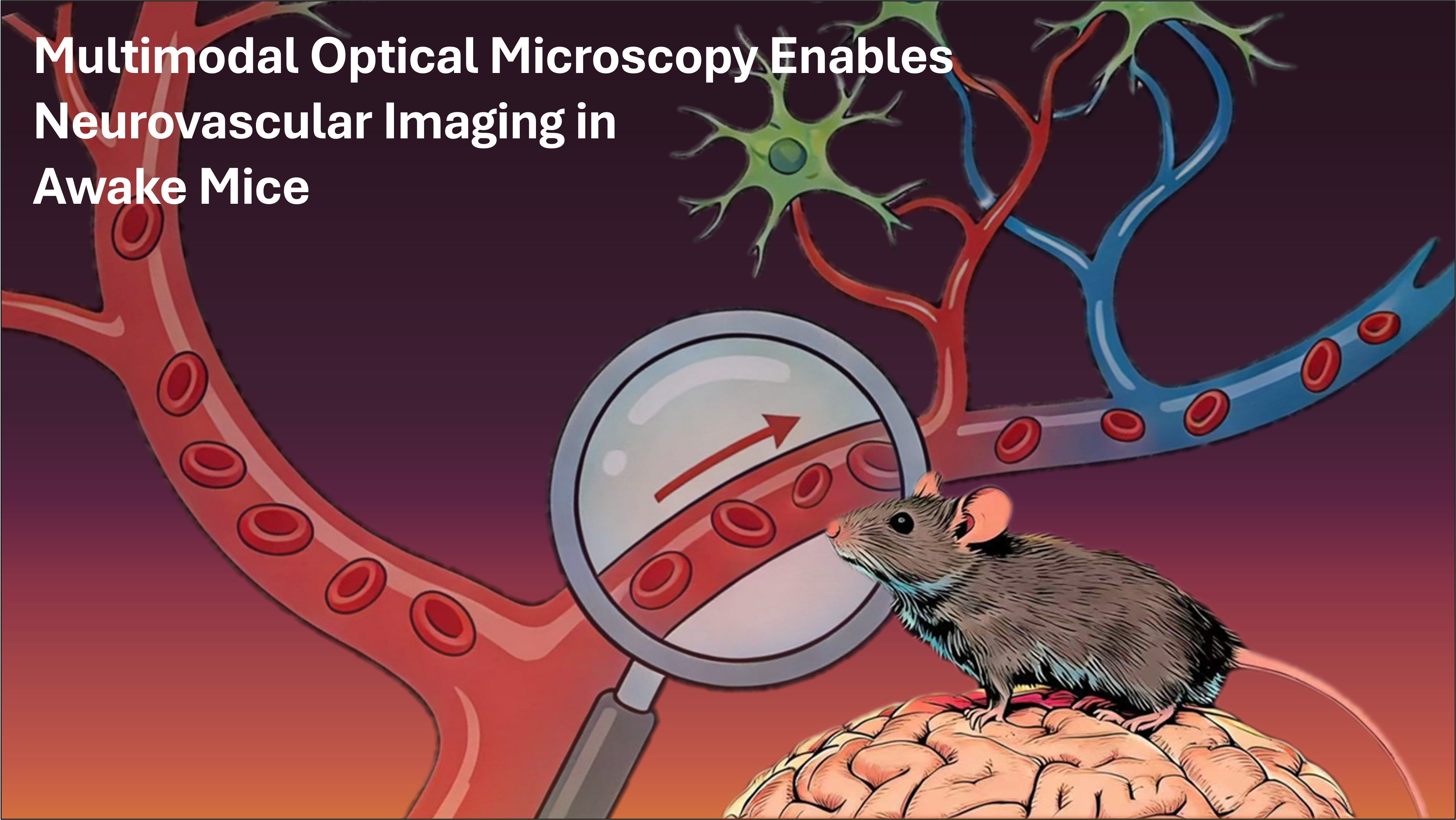 SUSTech’s Lei XI and team make great progress in Multimodal Imaging of Mouse Cerebral Cortex