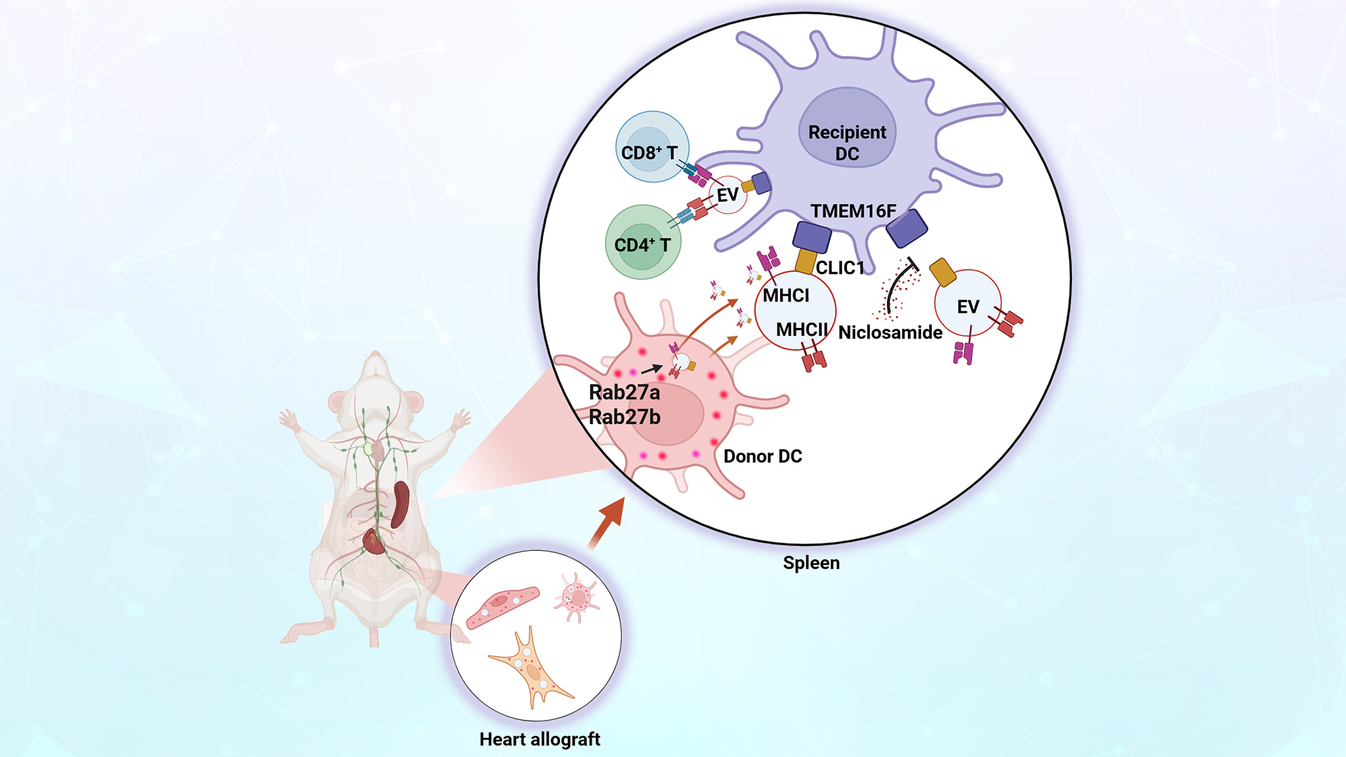 SUSTech Team Reveals Process of “Cross-Decoration” in Recipient Dendritic Cells After Transplantation