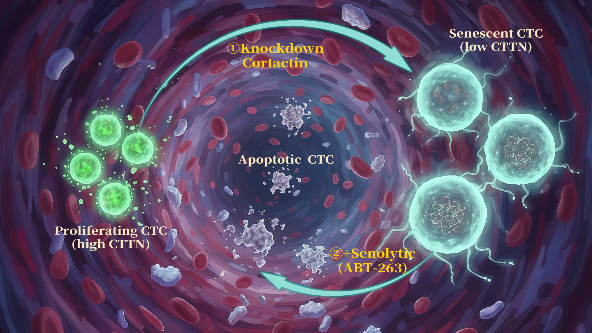 Researchers uncover the mechanism by which Cortactin suppresses cellular senescence in circulating tumor cells (CTCs)