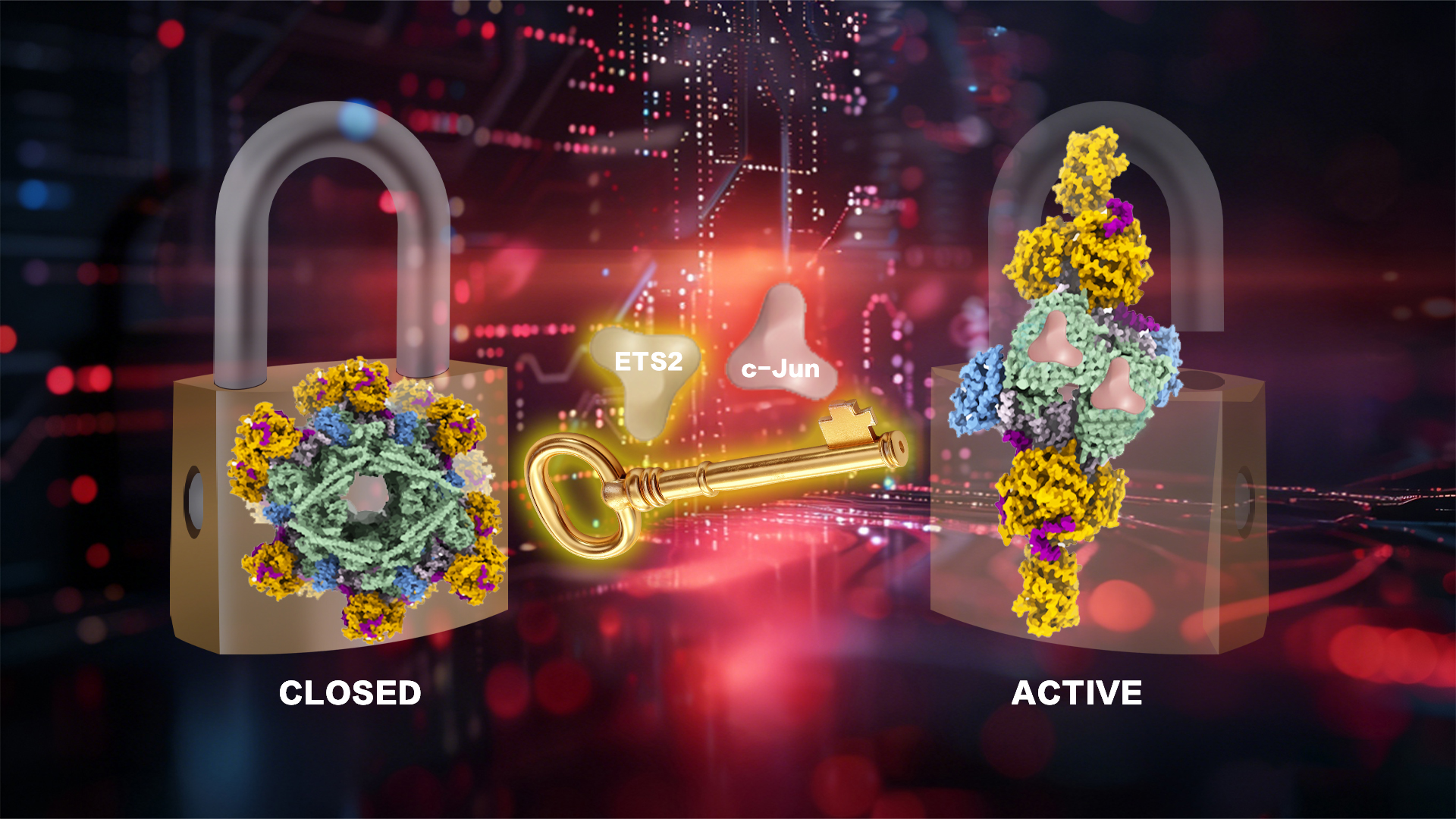 SUSTech Researchers Reveal How Substrates “Unlock” The Structural Switching Mechanism of The COP1-DET1 E3 Ligase