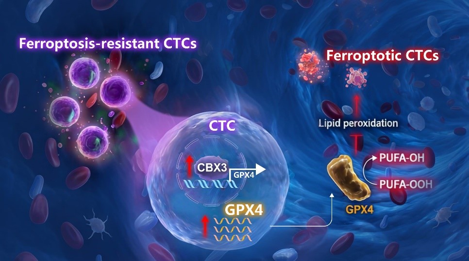 Research team at SUSTech uncovers CBX3 conferred ferroptosis resistance during blood-borne metastasis
