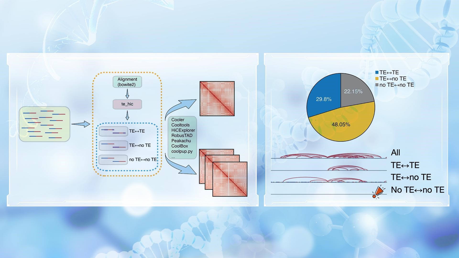 SUSTech team identifies transposable elements as key determinants of 3D genome structure