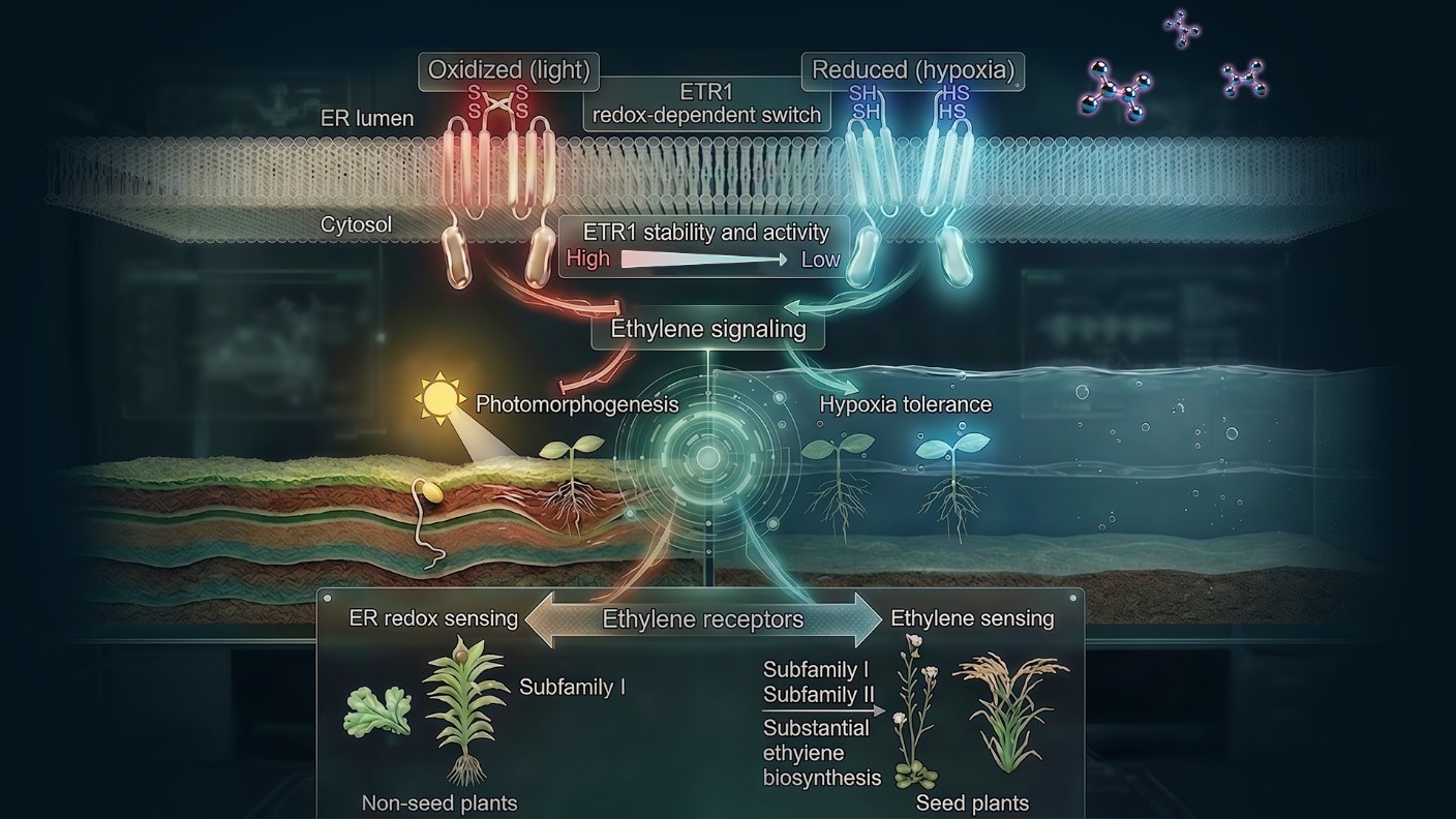 SUSTech team reveals mechanism by which ethylene receptors sense redox state of endoplasmic reticulum