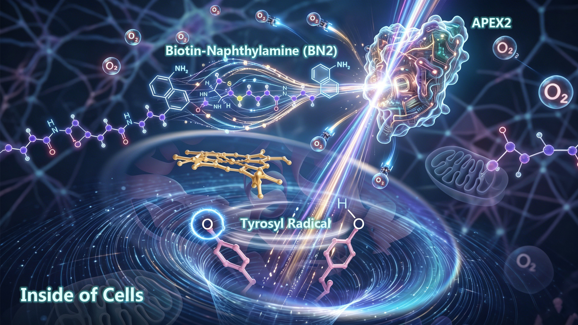 SUSTech Team Makes Progress in the Field of Live-Cell and in Vivo Chemical Proteomics