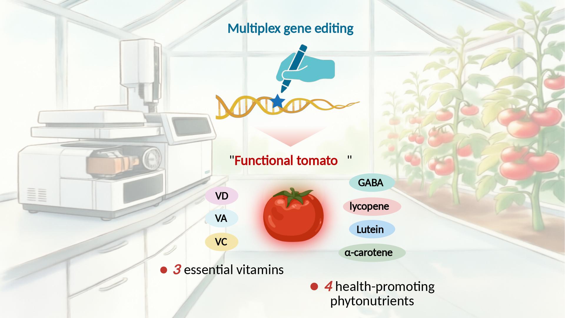 SUSTech Team Makes Progress in the Development of Multibiofortified “Functional Tomato”