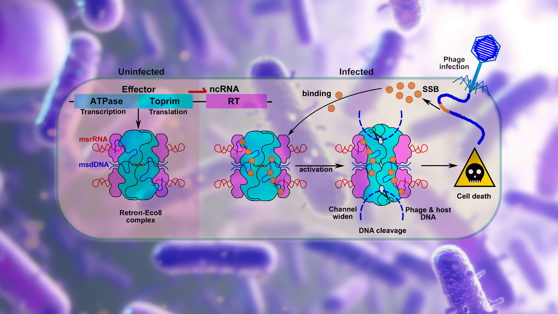 SUSTech Researchers Reveal Molecular Mechanism of Bacterial Retron-Eco8 Immune System