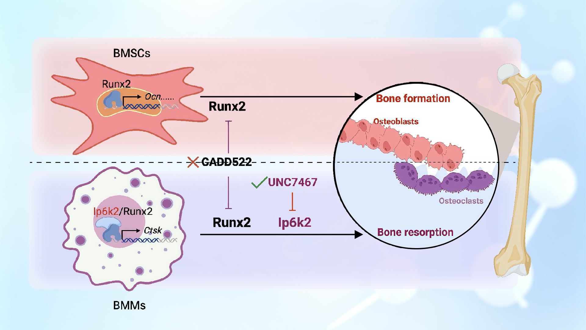 SUSTech Group Identifies Role and Mechanism of Ip6k2–Runx2 Axis in Osteoporosis