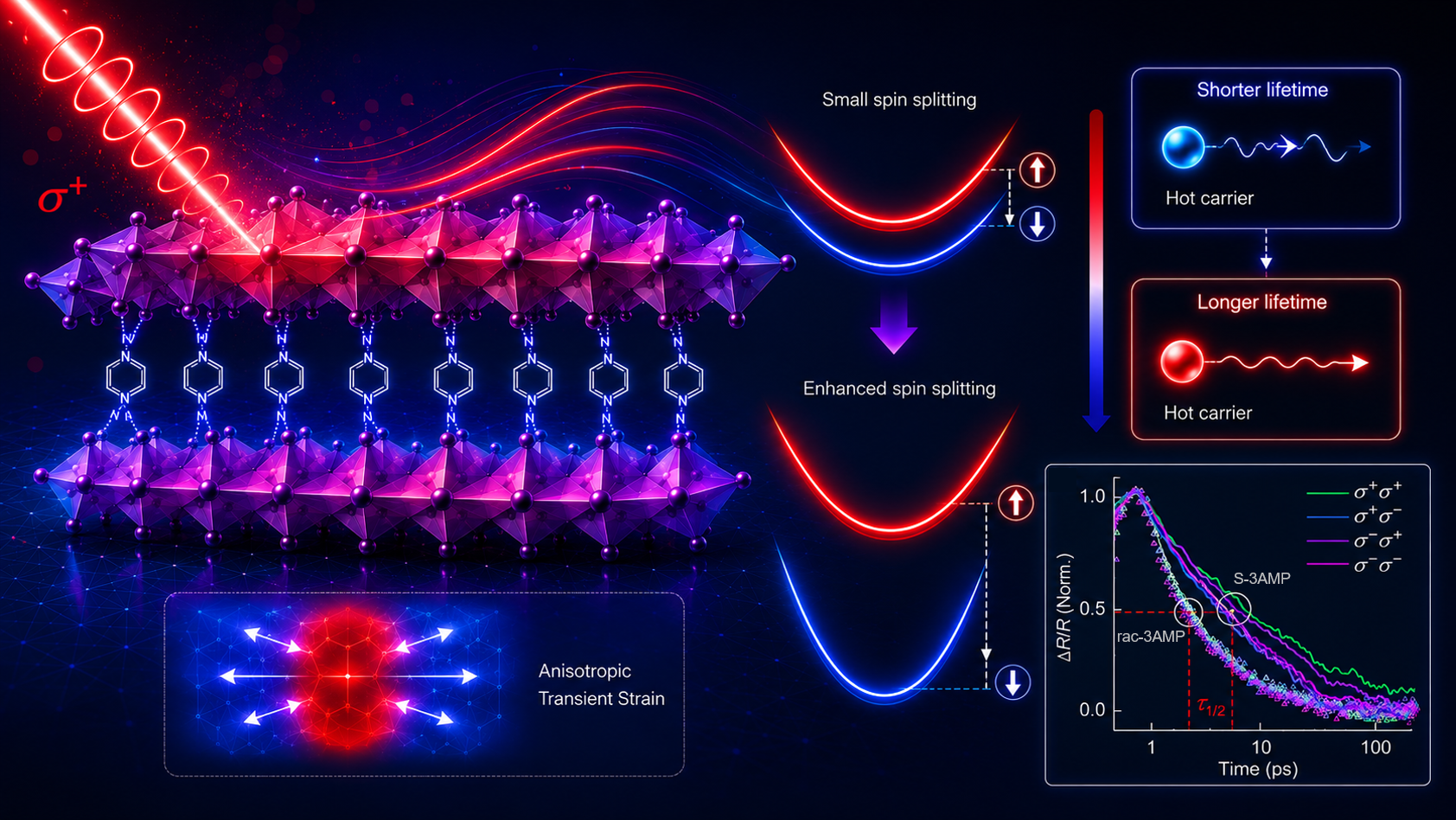 SUSTech Researchers Reveal Spin-Controlled Hot-Carrier Relaxation in Chiral Perovskites