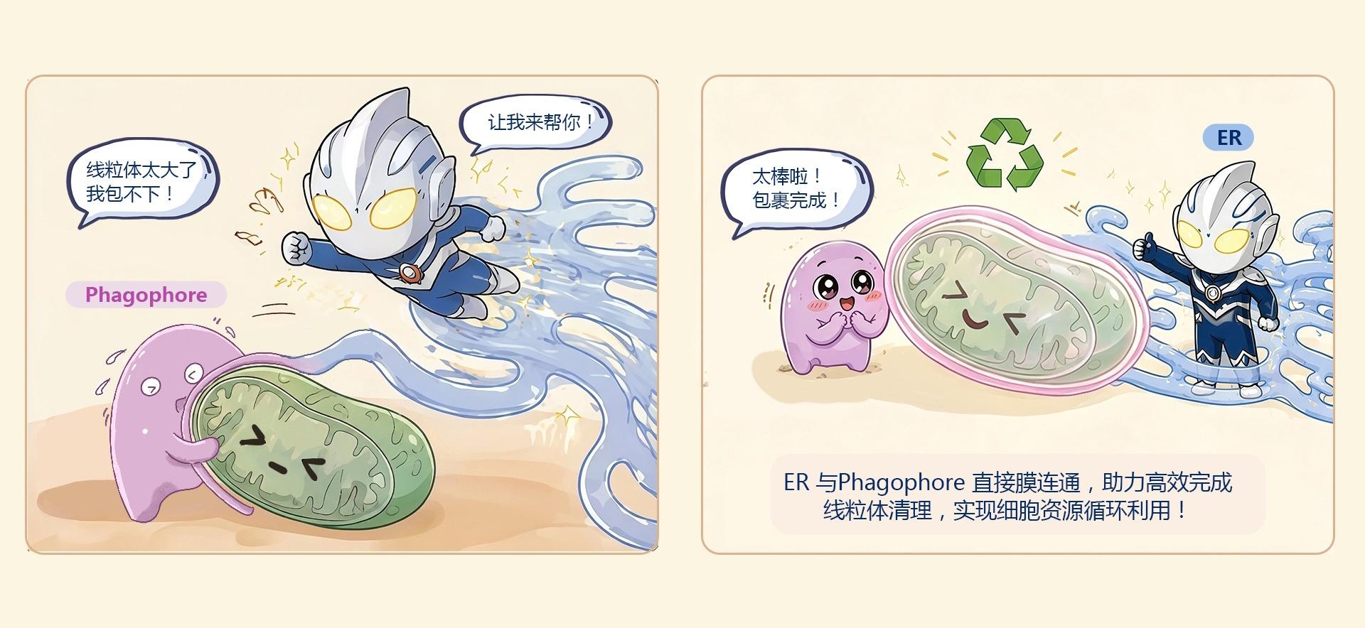 SUSTech Teams Uncover New Mechanism of Mitochondrial Autophagy Membrane Origin