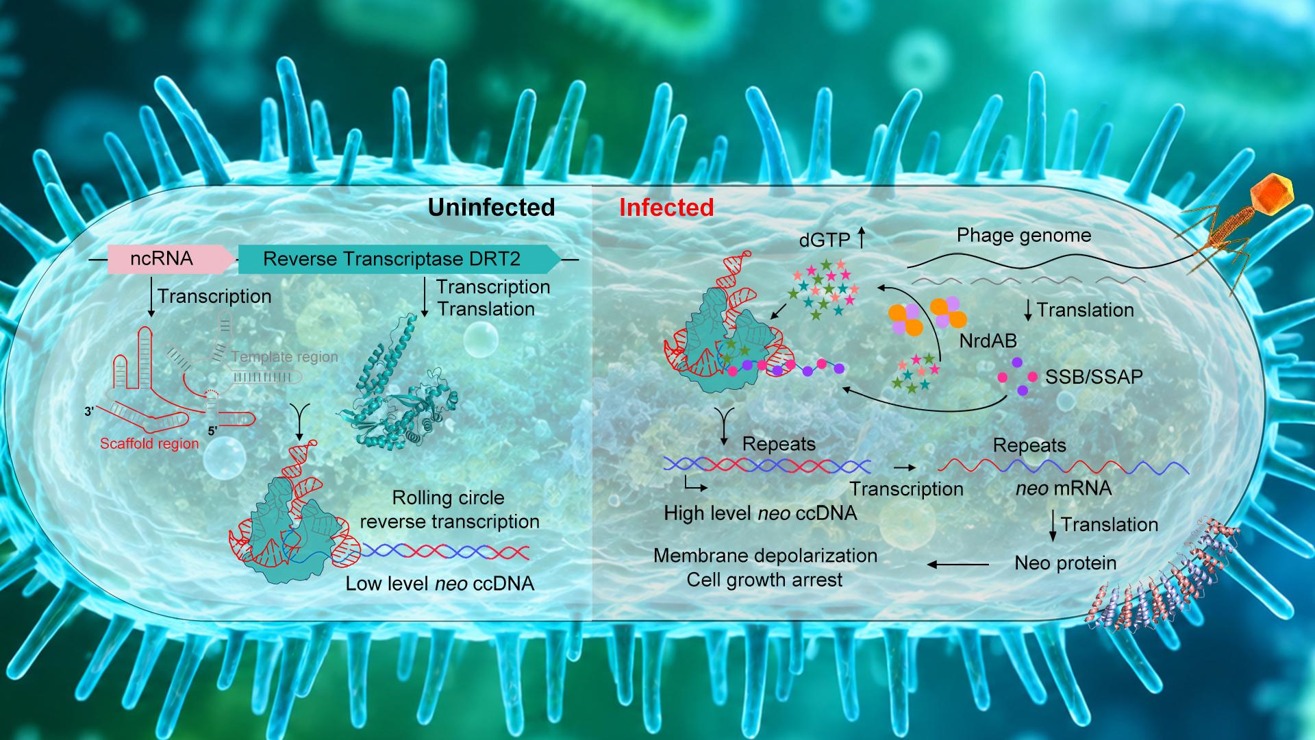 SUSTech Lab Reveals Dual Mechanisms That Activate Antiviral Reverse Transcriptase for Membrane Targeting