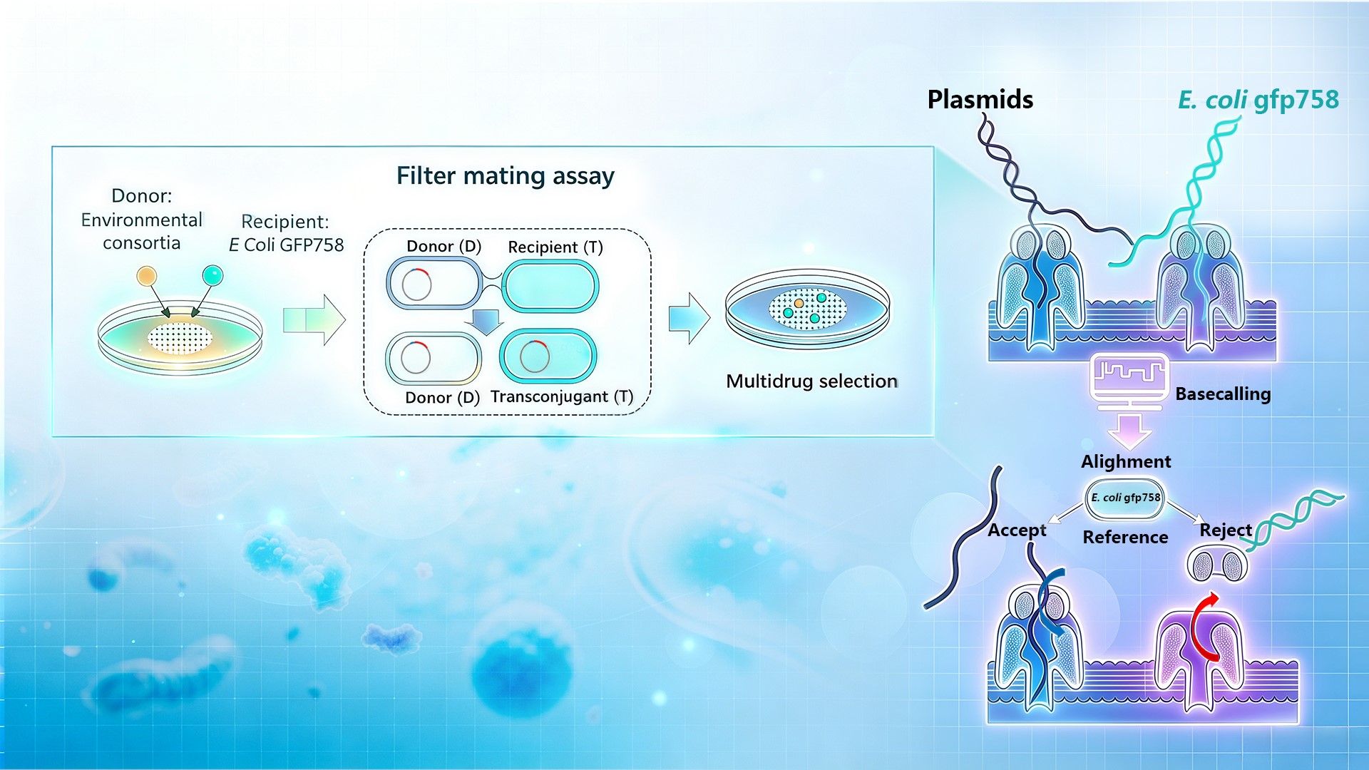 SUSTech Team Reveals Filter Mating Couple Selective Sequencing Expands Capturable Conjugative Plasmid Recovery
