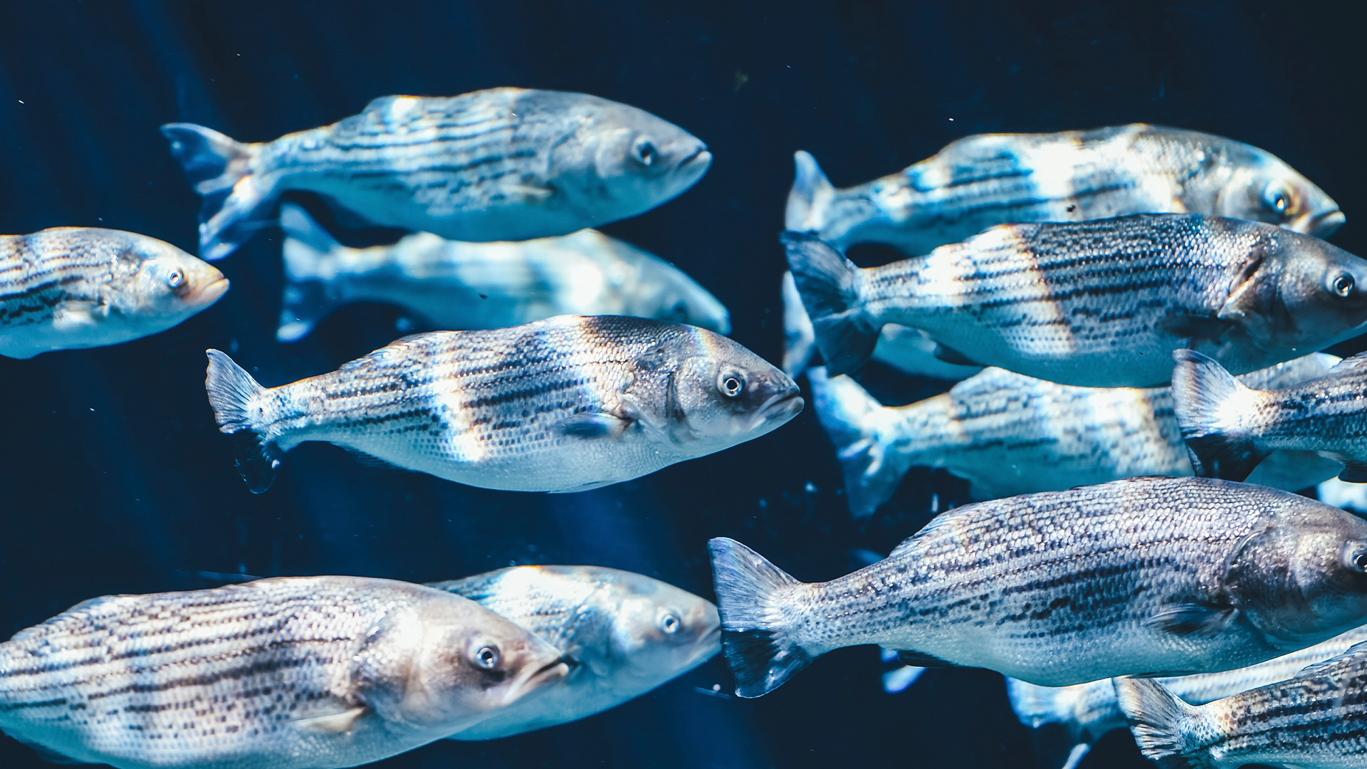 SUSTech Ocean Science Team Find Fish Teeth Show Increased Marine Productivity Under Sustained Global Warming