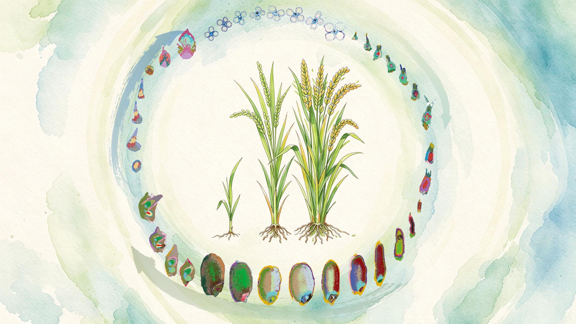 SUSTech Team and Collaborators Build a 3D Single-Cell Spatiotemporal Atlas of the Full Rice Lifecycle