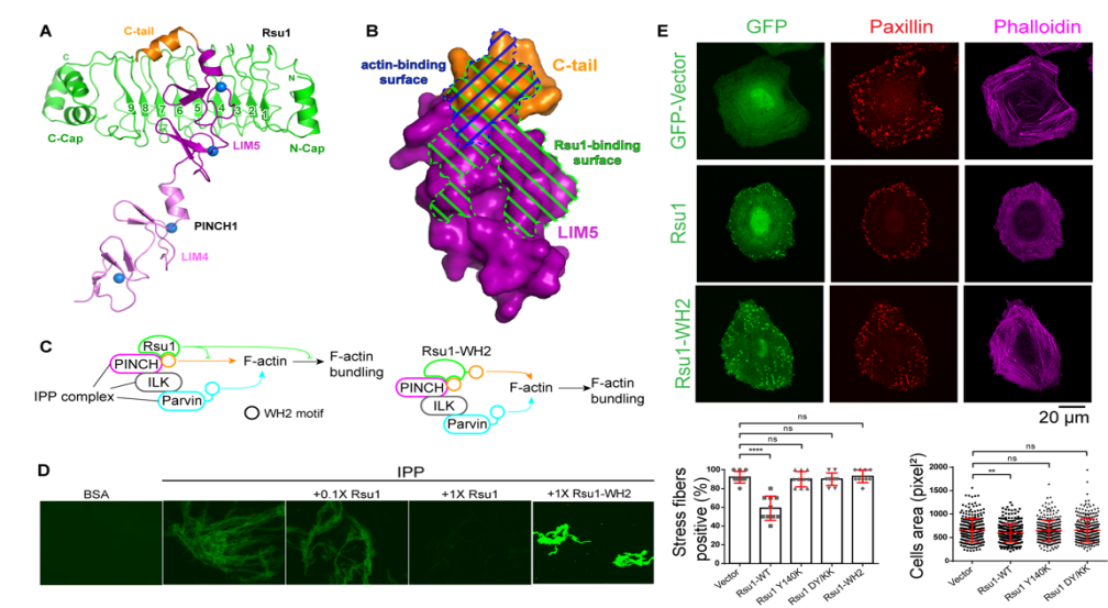 图1. 阐释IPP和Rsu1在细胞黏附结构中调控细胞骨架功能.png