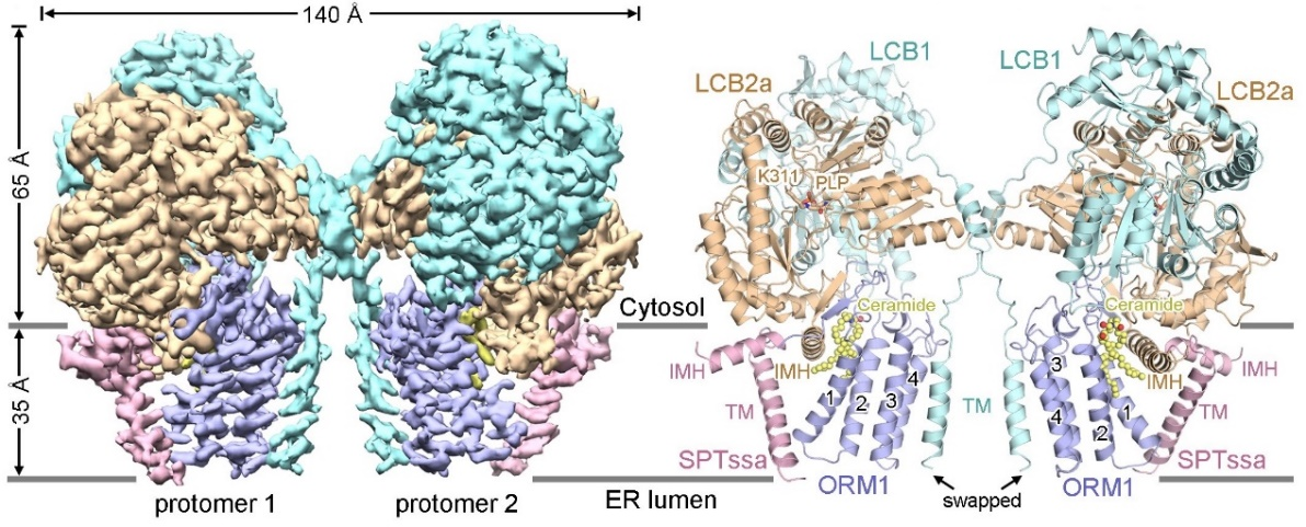 图1. 拟南芥SPT-ORM1复合物与神经酰胺结合的整体结构.png