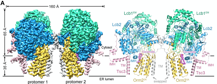 图1. 酵母SPT-Orm2复合物的三维结构.png
