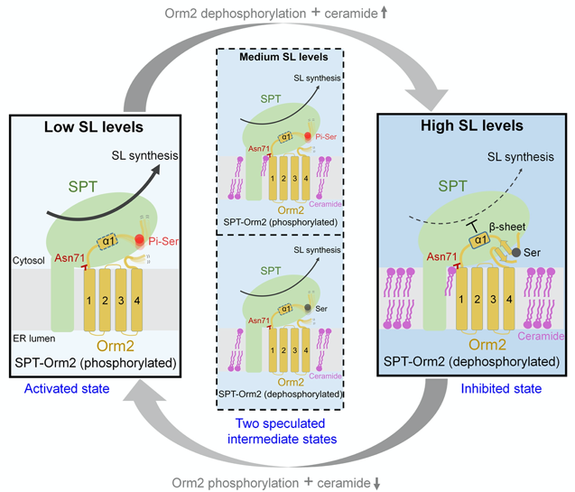 图2. 酵母中磷酸化和神经酰胺协同调控SPT-Orm2复合物的工作模型.png