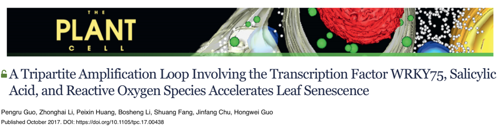 Sustech Professor Guo Hongwei S Research On Plant Senescence Regulation Published In Plant Cell Journal