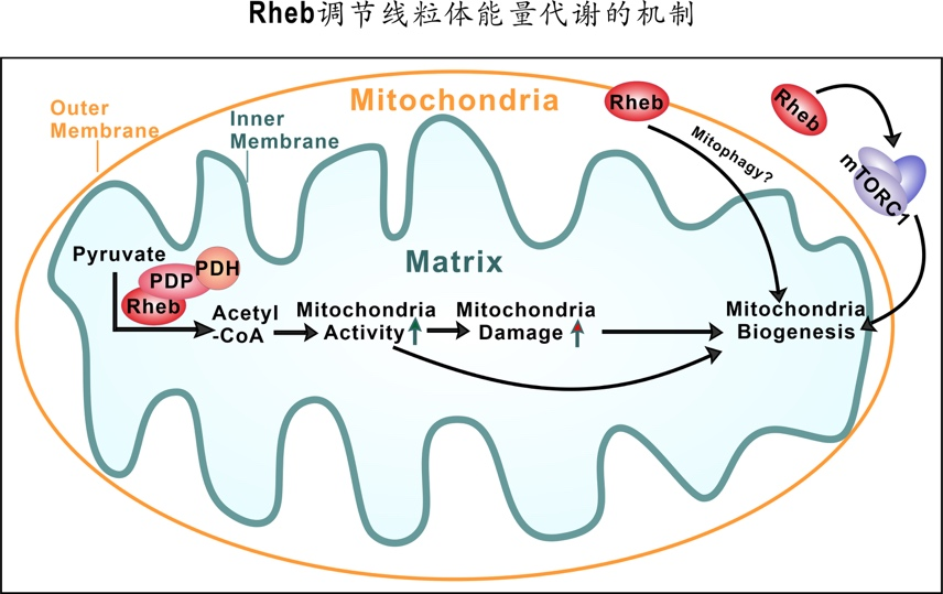 吃花生引起甘油三酯高_颧弓高睡硬东西能变瘦吗_甘油三酯高不能吃什么东西